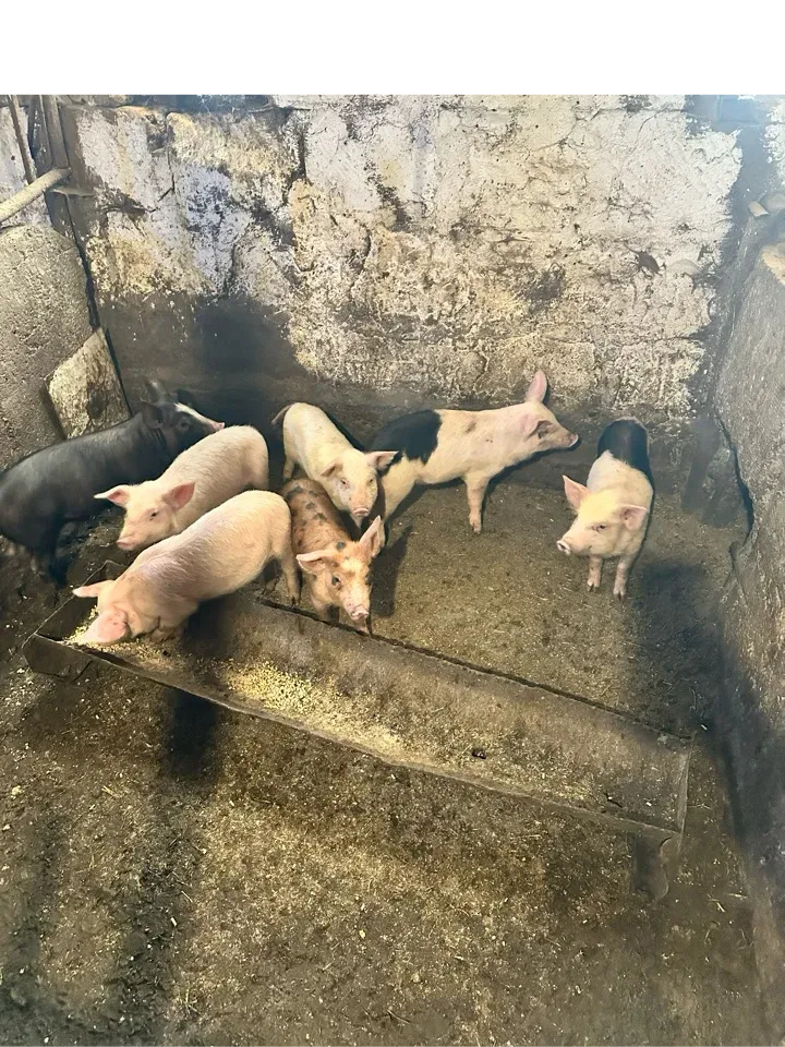 Խոզի գոճիներ